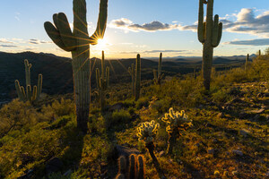 Castle Hill Partners Selects First Home Builders to Join Peoria's Brand-New Saddleback Residential Community