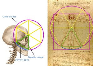 Dentist may have discovered the real da Vinci Code - a ratio of 1.633