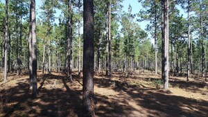 Conservation Resources Announces Closing on Alabama Timberland Property; Adds 7,000 Acres to its Regenerative Forest Management