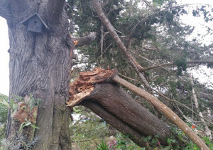 Winter storms and strong winds--protecting property from falling branches and trees