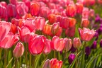 Tulip Festival