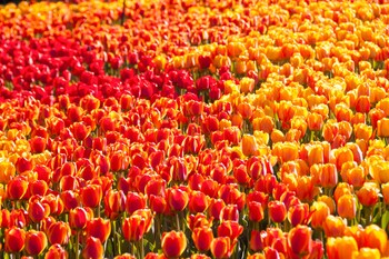 Tulip Festival